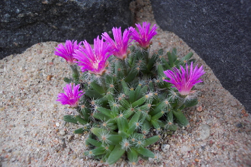 trichodiadema  densum